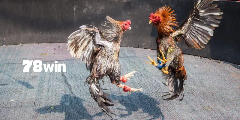 Thả gà đá cựa sắt hiệu quả nhất với kỹ thuật nài gà